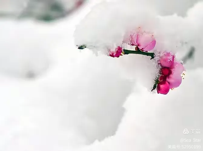 白雪红梅
